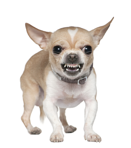 Dreams about teeth falling out | Dreams about losing teeth - Snarling Chihuahua By Eric Isselee Stock photo ID: 53485081