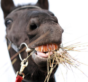 Dreams about teeth falling out | Dreams about losing teeth Image By Elena Itsenko Stock photo ID: 226969177 horse chewing hay