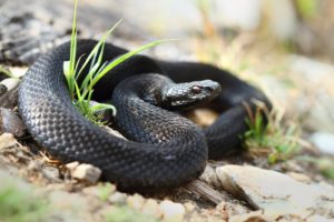 Dead Snakes in Dreams | black snake image Miroslav Hlavko Royalty-free stock photo ID: 320342165 Danger on path