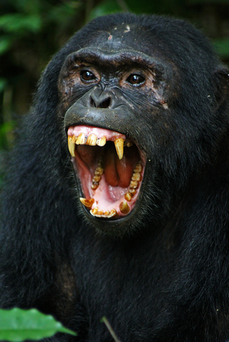 Dreams about teeth falling out | Dreams about losing teeth - Chimpanzee baring teeth