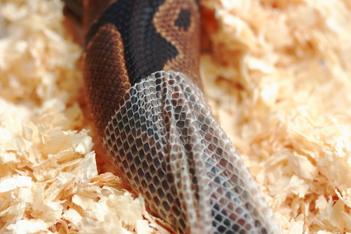 Dreams of dead snakes: By Lamnoi Manas Stock photo ID: 462709132 A ball python shedding its skin