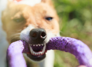 Dreams about teeth falling out | Dreams about losing teeth By hurricanehank Stock photo ID: 587111156 Puppy playing with puller toy in teeth