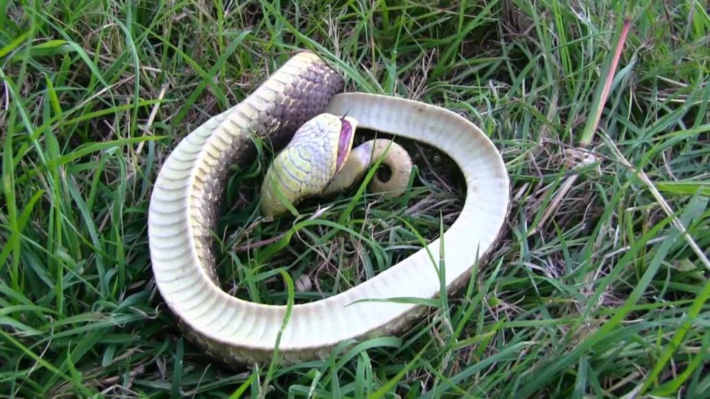 dead snake dreams: a hognose snake playing dead