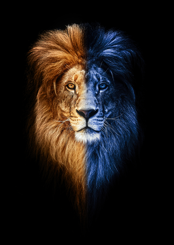 lion symbolism, lion dreams